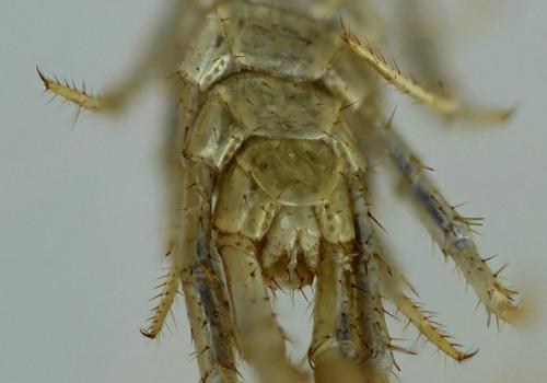 Réf. 299 854 : Lithobius sp.